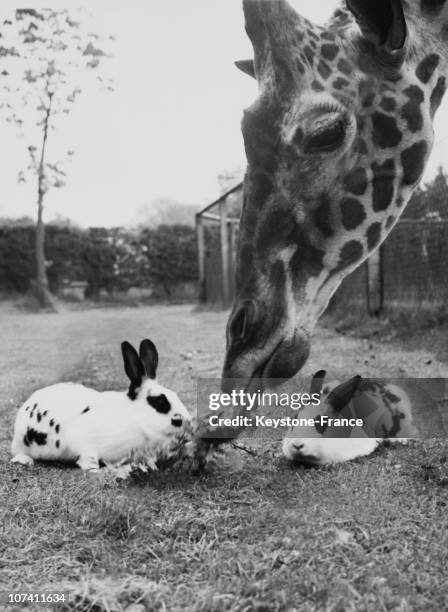 Giraffe Eating The Food Of Neighbours The Rabbits In A Zoo On August 1957