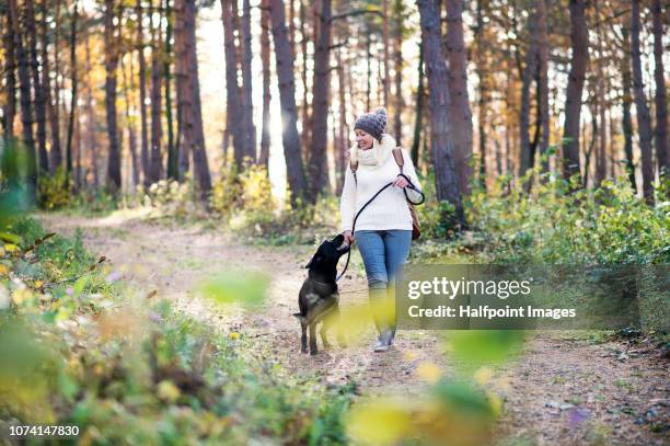 a senior woman with a dog walking in autumn nature. - lead stock-fotos und bilder