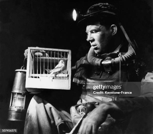 Rescuer With A Canary, Fastest Warming To Detect Carbon Monoxide In The Atmosphere During Fifties