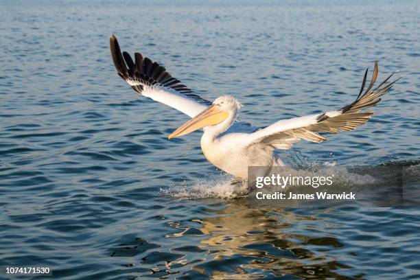 dalmatian pelican landing - pelecanus crispus stock pictures, royalty-free photos & images