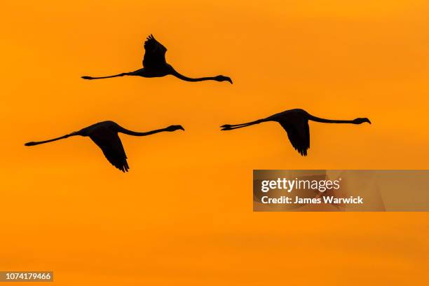 greater flamingos in flight at sunrise - thessaloniki greece stock pictures, royalty-free photos & images
