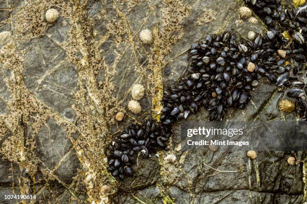 close up of tidal rocks on a beach and small barnacles and mussels colonising the rock surface. - mollusc stock pictures, royalty-free photos & images