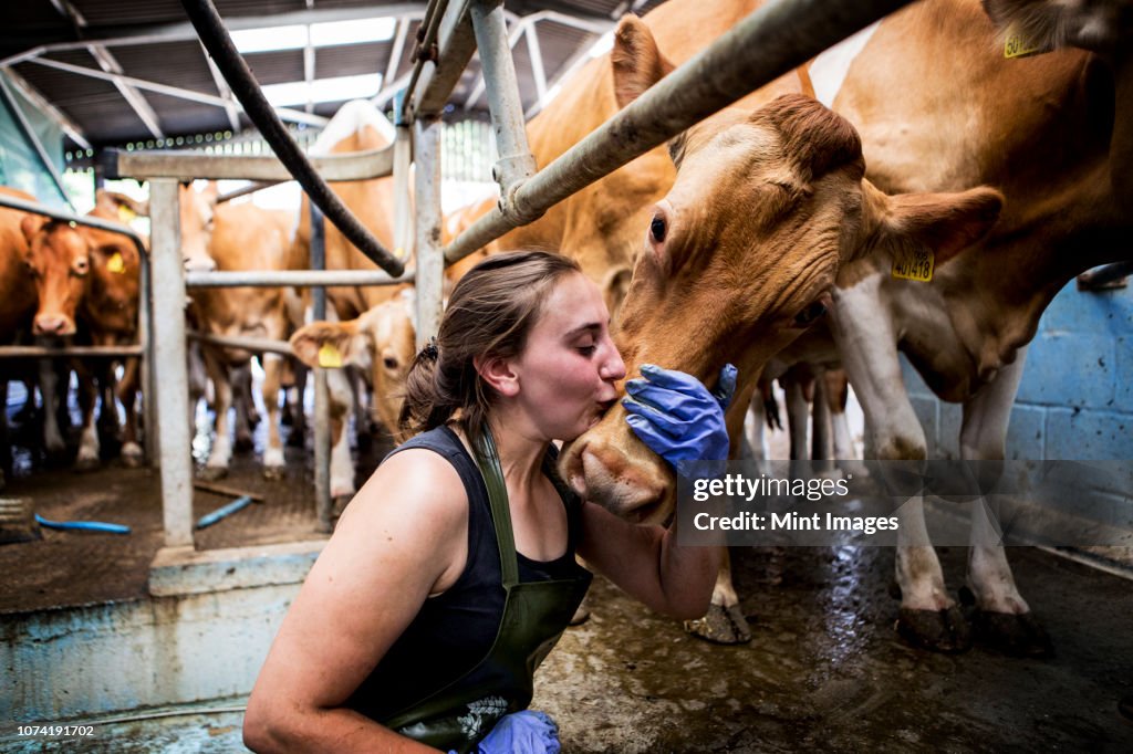 Young woman wearing apron standing in a milking shed kissing Guernsey cow on the head.