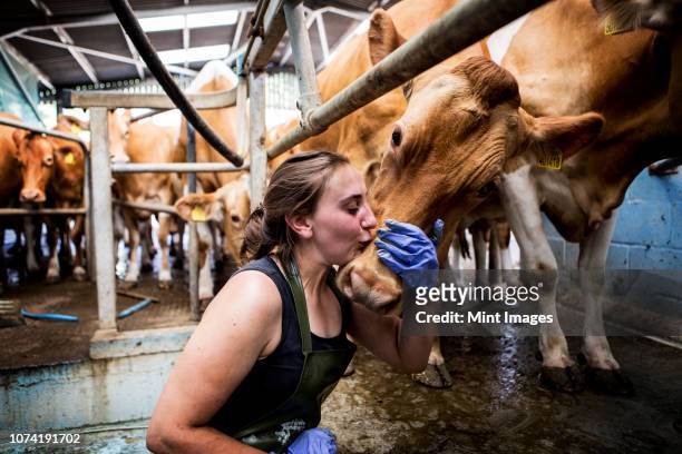 young woman wearing apron standing in a milking shed kissing guernsey cow on the head. - female animal stock pictures, royalty-free photos & images