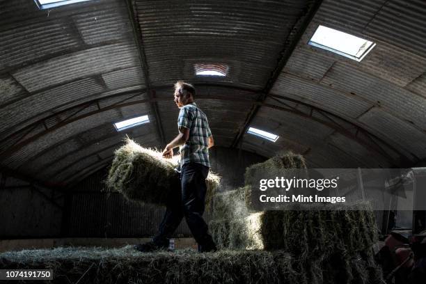 farmer stacking hay bales in a barn. - balas fotografías e imágenes de stock