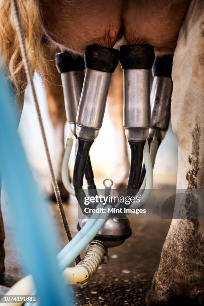 close up of the udder of a guernsey cow hooked up to a milking machine. - ubre fotografías e imágenes de stock