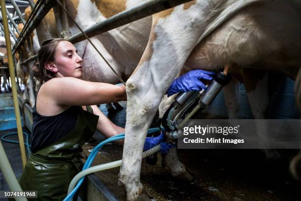 young woman wearing apron standing in a milking shed, milking guernsey cows. - milking stock pictures, royalty-free photos & images