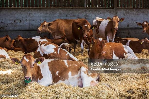 small herd of guernsey cows lying on straw in a barn. - barnyard animals stock-fotos und bilder