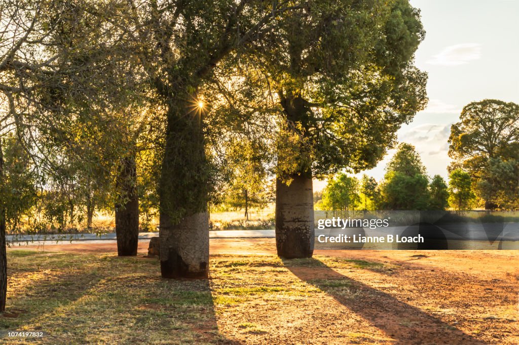 Bottle Trees