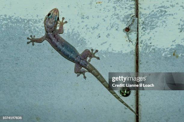 gecko - australian gecko stock pictures, royalty-free photos & images
