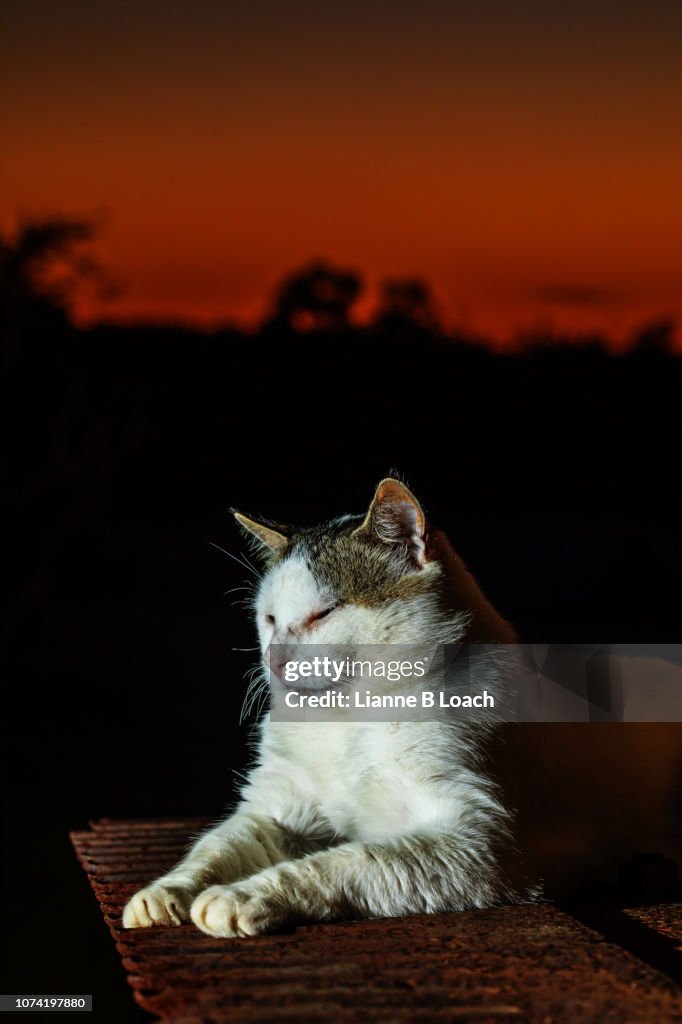 Sunset Cat