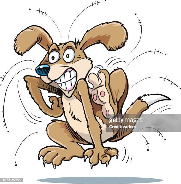 hund mit flöhen - flea stock-grafiken, -clipart, -cartoons und -symbole