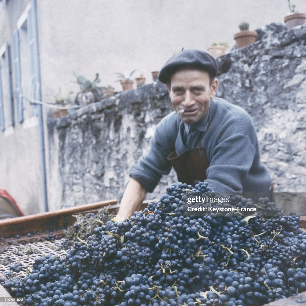Grape Harvest At Chassegne Montrachet In France