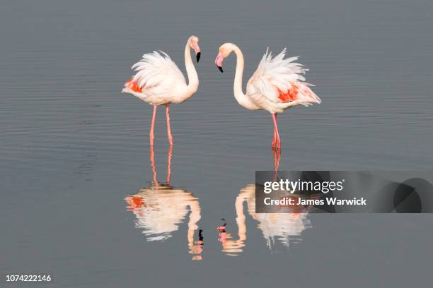 greater flamingos - greater flamingo stock pictures, royalty-free photos & images