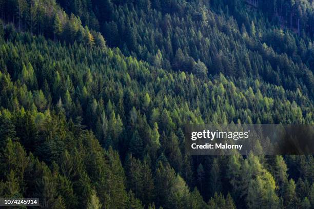 aerial view on forest with green pine trees. - pine forest stock pictures, royalty-free photos & images