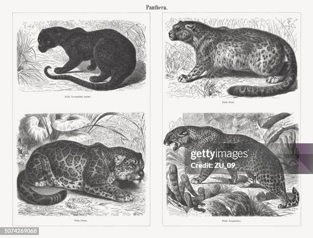 34 Ilustraciones de Onza - Getty Images 34 Ilustraciones de Onza - Getty Images