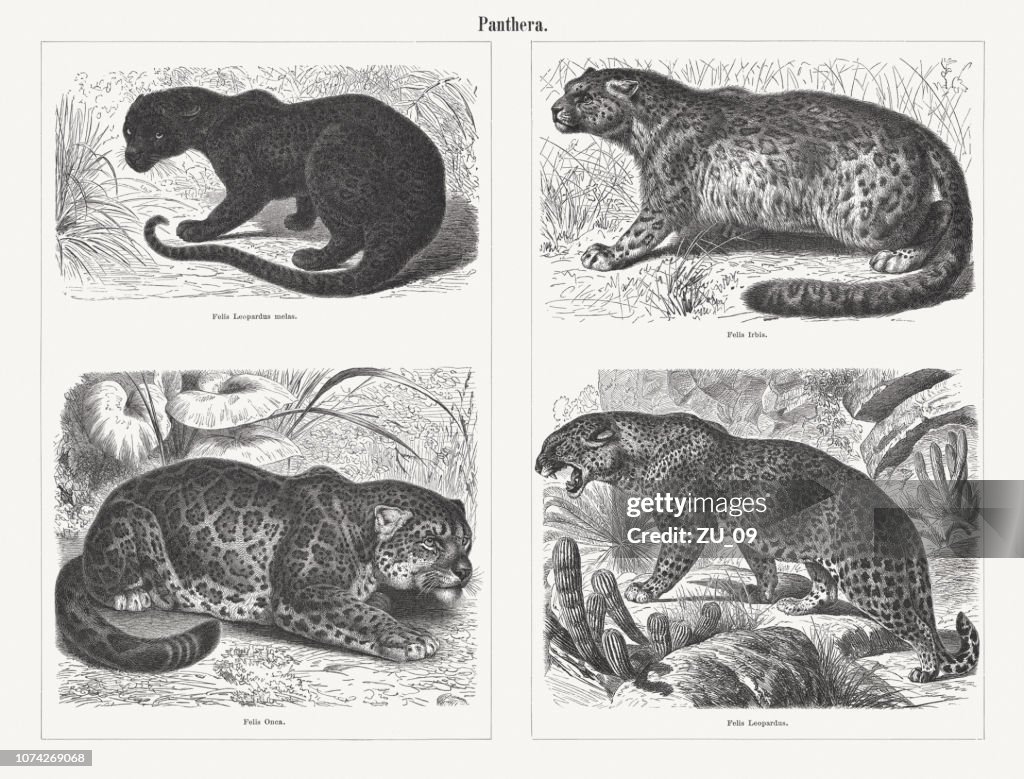 Big cats (Panthera), wood engravings, published in 1897