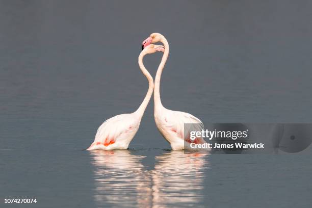 greater flamingos interacting - love at first sight stock-fotos und bilder