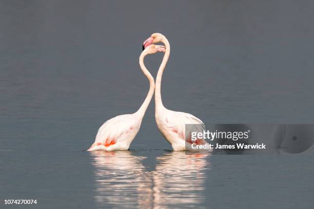 greater flamingos interacting - flamingos fotografías e imágenes de stock