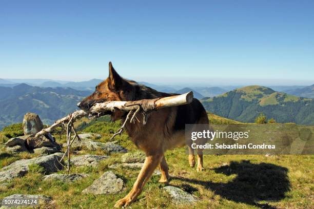 wolf dog, playing with a wooden train to drive tourists around on the lower citadel of rupea, brasov, romania - romanian ruins stock pictures, royalty-free photos & images