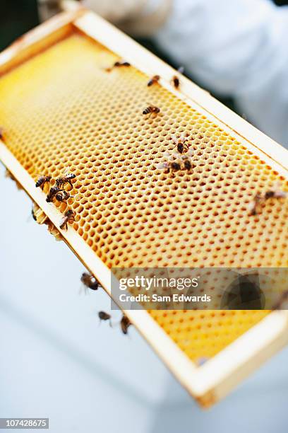 Sam Handler Tv 1,952 Sam Handler Stock Photos, High-Res Pictures, and Images - Getty ...