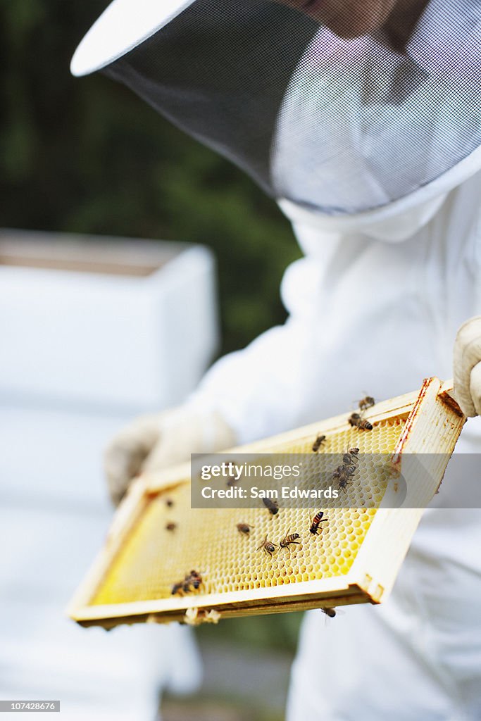 Beekeeper holding honeycomb tray