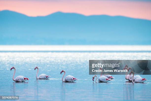 greater flamingos in thermaic gulf at sunrise - ピンク　動物 ストックフォトと画像