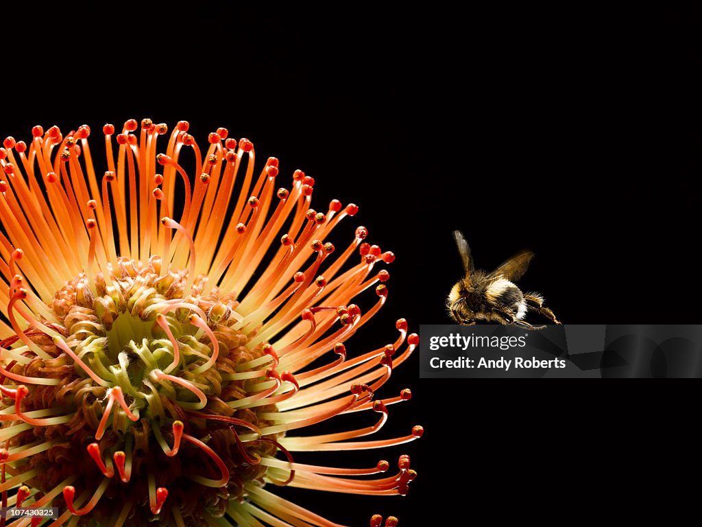 Bee flying near blooming flower