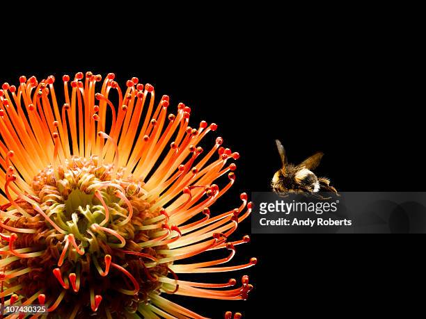 bee flying near blooming flower - honey bee and flower stock pictures, royalty-free photos & images