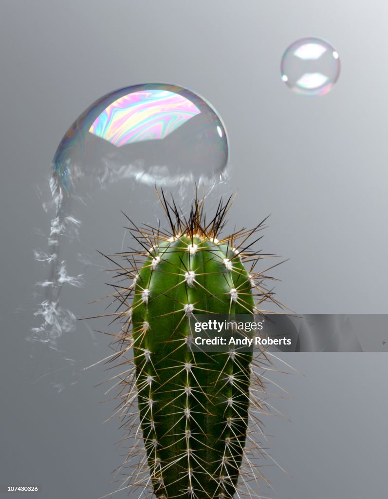 Bubble popping on cactus spine