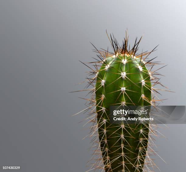 cactus with spines - spines protect cactus stock-fotos und bilder