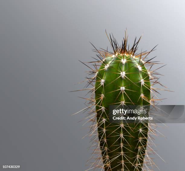 cactus with spines - cactus stock-fotos und bilder