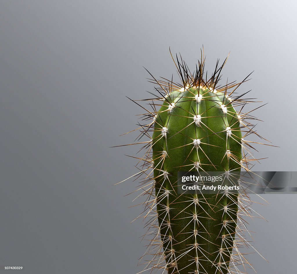 Cactus with spines