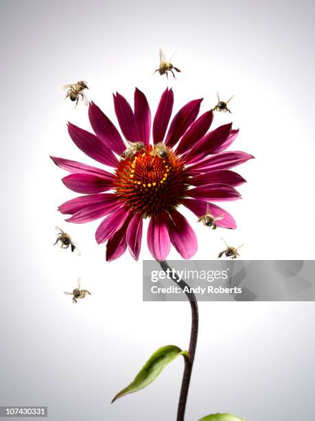 bees flying around blooming flower - bees on flowers stockfoto's en -beelden