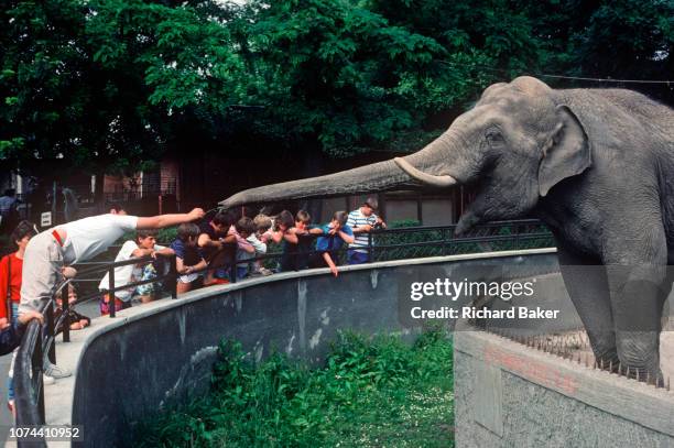 Visitor to Budapest zoo reaches out with food scraps to a captive elephant, whose enclosure has sharp spikes around its moat, on 13th June 1990, in...