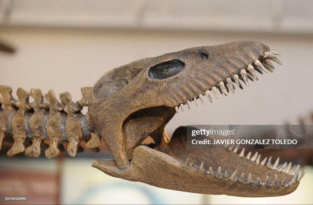 View Of The Skeleton Of A Giant Plesiosaurus An Extinct Marine view-of-the-skeleton-of-a-giant-plesiosaurus-an-extinct-marine