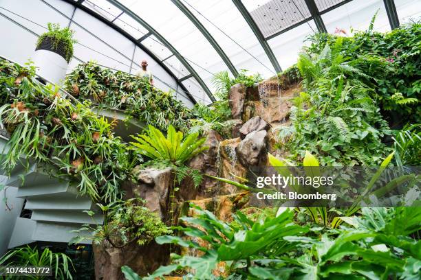 Traveler looks out next to a made made waterfall in the Butterfly Garden at Terminal 3 of Changi Airport in Singapore, on Thursday, Dec. 13, 2018....