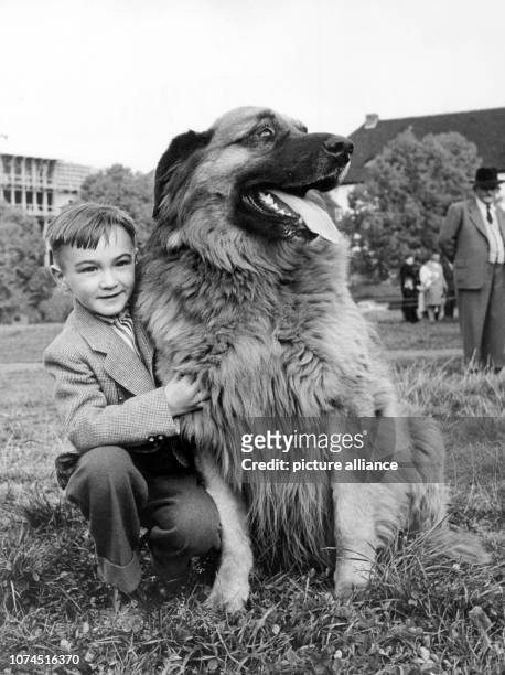 File picture dated 20 October 1956 shows a boy with a pedigree Leonberger dog, near Stuttgart, Germany. The 110th anniversary of the Leonberger breed...