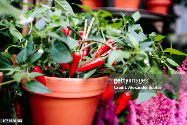 red cilli peppers growing in flower pot close-up - chili farm stock-fotos und bilder