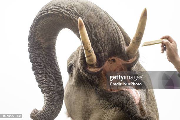 Close-up of the elephant in the Elephant Conservation Center, Sayaboury, Laos, in December 2018. Laos was known as The land of a million elephants in...