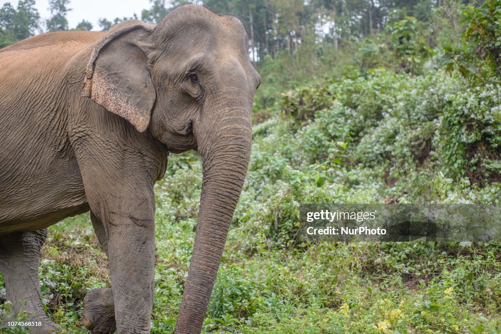 The Elephant Conservation Center In Laos