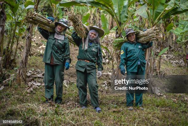 Women gather sugarcane on the farm in the Elephant Conservation Center where elephant food is grown, Sayaboury, Laos, in December 2018. Laos was...