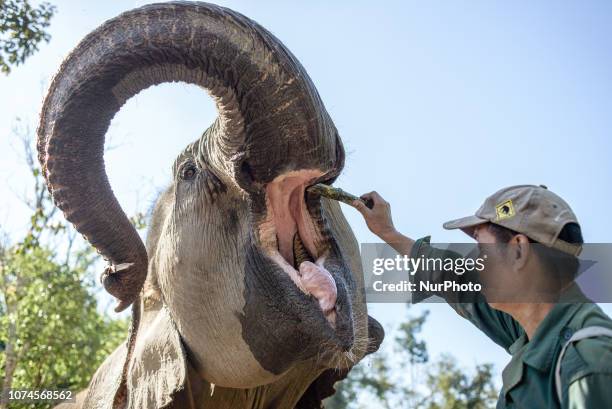 Close-up of the elephant in the Elephant Conservation Center, Sayaboury, Laos, in December 2018. Laos was known as The land of a million elephants in...