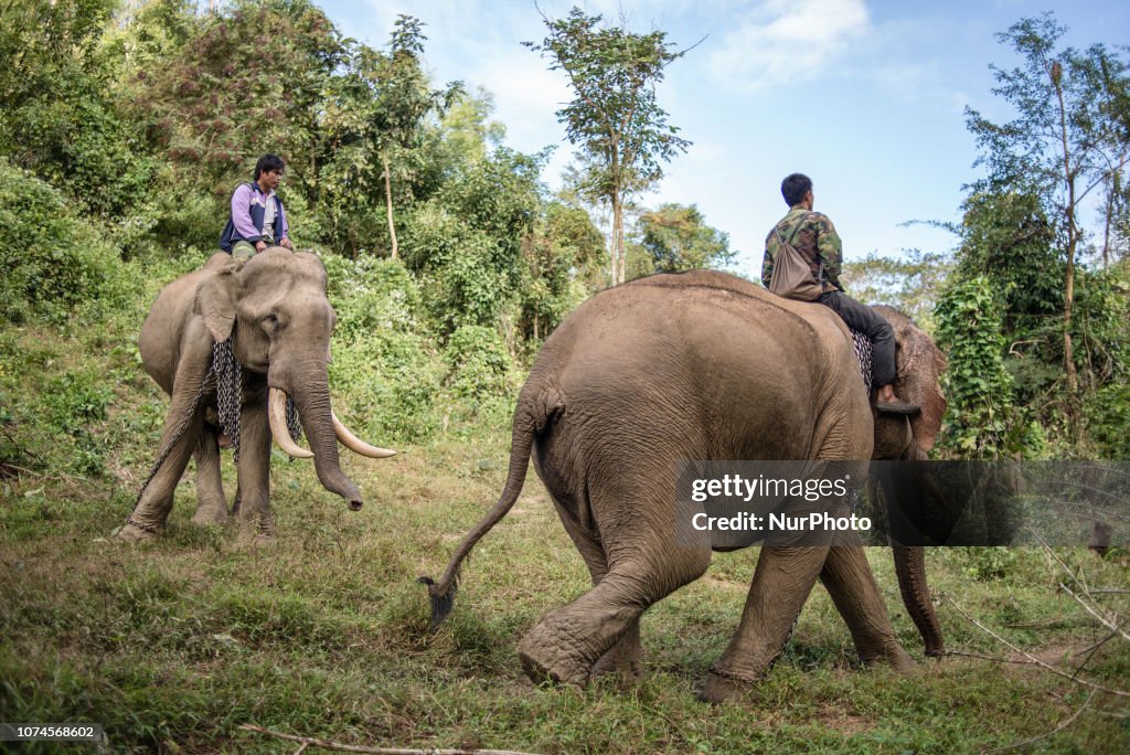 The Elephant Conservation Center In Laos