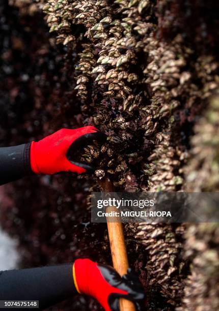 Galician fisherman picks goose barnacles at the Roncudo Cape next to the village of Corme, northwestern Spain, on December 22, 2018.