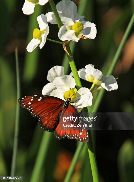 monarch butterfly feeding on arrowhead flowers - sagittaria aquatic plant stock pictures, royalty-free photos & images