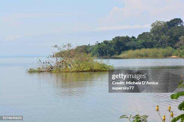 the forested shores of lake victoria - lake victoria stock pictures, royalty-free photos & images