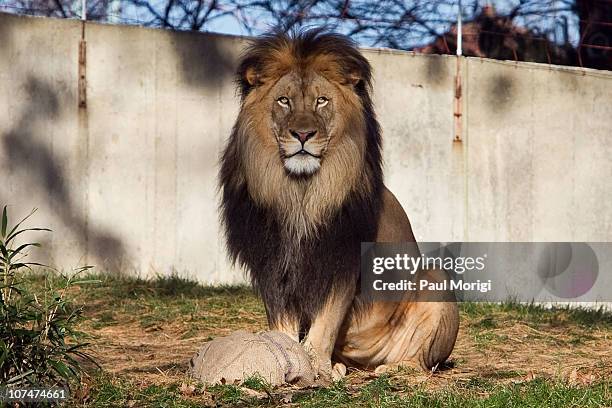 Lion is sits at the Lion Cub Naming Ceremony, attended by Georgie Henley and Skandar Keynes who star in the upcoming holiday motion picture event The...