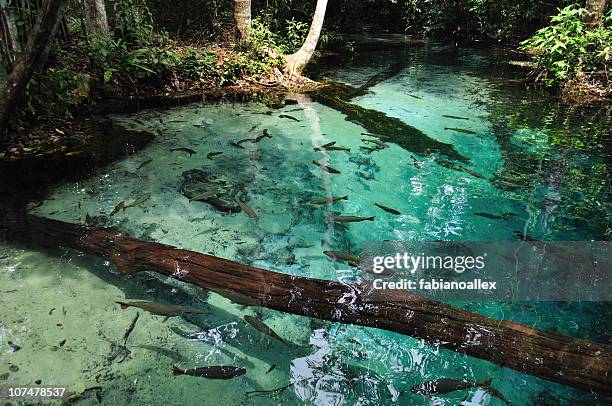 aquário encantado, nobres (bom jardim) - mato grosso state 個照片及圖片檔