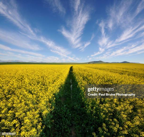 canola ditch - durbanville stock pictures, royalty-free photos & images